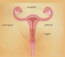 Aiuto ho la vaginite !