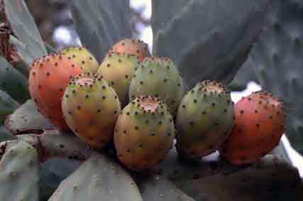 Fichi d’india; come pulirli.