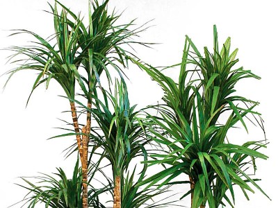 Piante