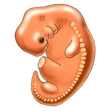 embrione-alla-quinta-settimana