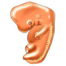 embrione alla sesta settimana di gestazione