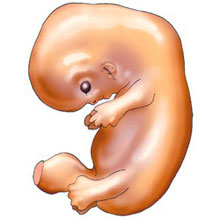 embrione alla settima settimana di gestazione