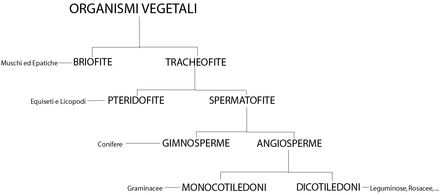 schema_grande_organismi_vegetali