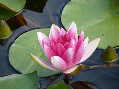 water-lily