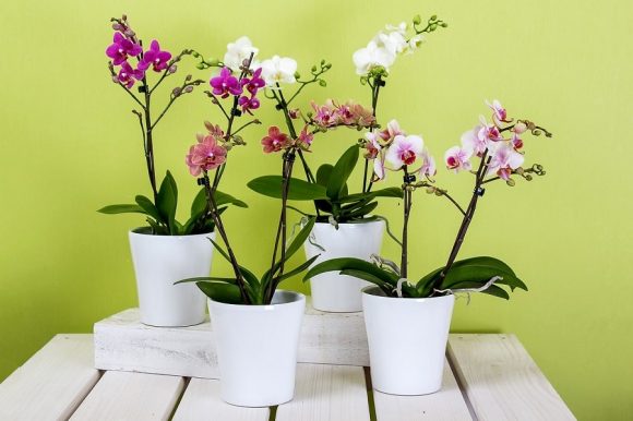 Orchidee (Phalaenopsis)