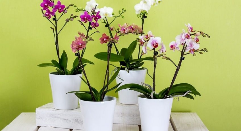 Orchidee (Phalaenopsis)